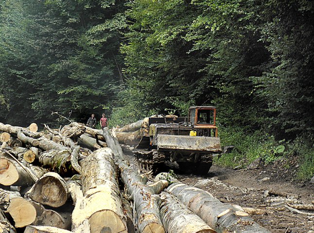 Депутати заборонили заготівлю лісу у санітарних водоохоронних зонах Воловеччини