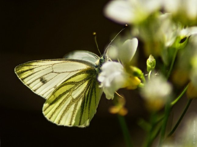 Метелики і 1 травня