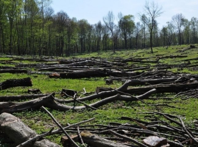 Рахівська прокуратура порушила кримінальні провадження за фактами незаконної вирубки лісу