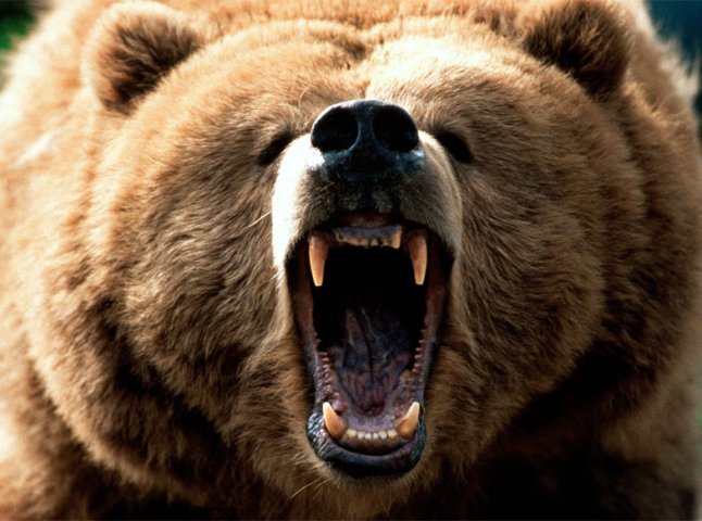 На Івано-Франківщині ведмідь накинувся на дівчинку під час збирання ягід 