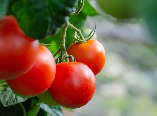 Фітофтороз на помідорах – як попередити за допомого розчину соди