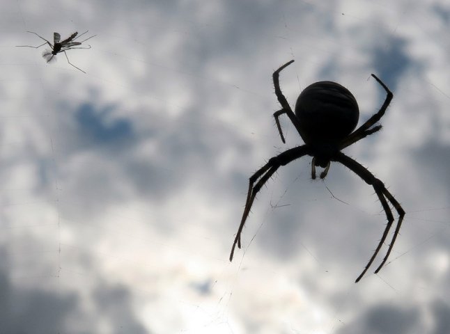 У мережі оприлюднили фото отруйного павука, якого помітили на Закарпатті