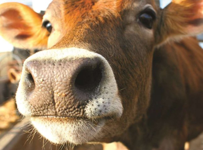 У селі на Мукачівщині підтверджено ще один випадок сказу в корови