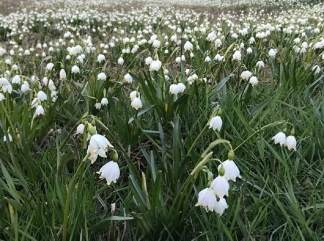 У селі на Мукачівщині галявини вкрились білим цвітом