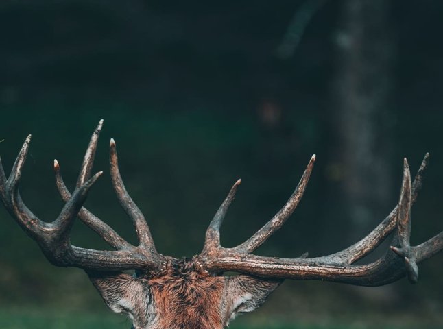 Відкриті рвані й колоті рани: на Закарпатті олень напав на чоловіка