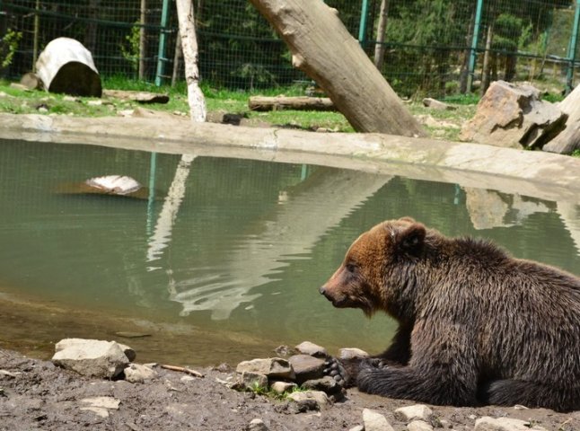З’являється "ведмежий апетит": у Центрі реабілітації бурих ведмедів вже готуються до зими