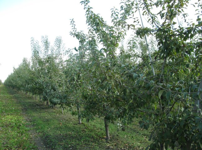 У селі Дийда зловмисники викрали із саду 50 трьохрічних яблунь