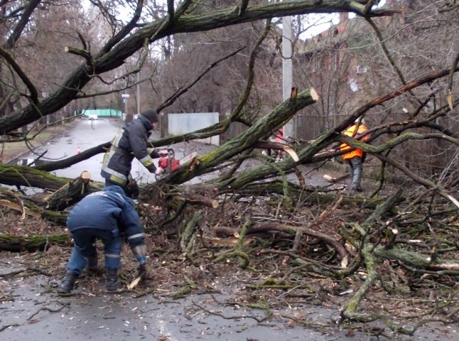 В Ужгороді на проїзжджу частину вулиці Гагаріна впало дерево