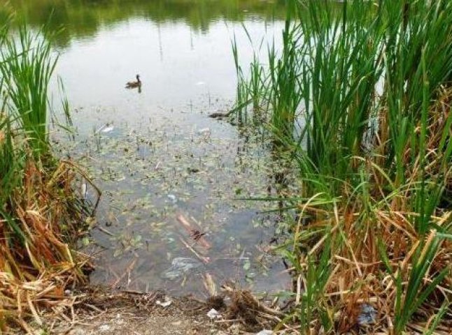 Єдине ужгородське озеро перетворюється на болото (ВІДЕО)