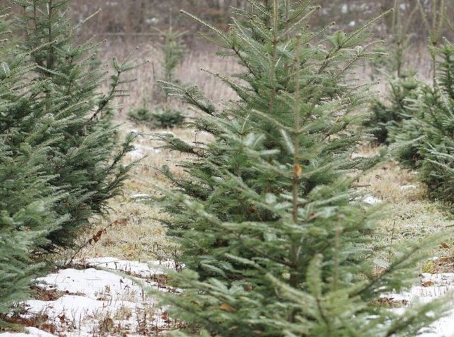 За три нелегально зрубані ялинки – кримінальна справа