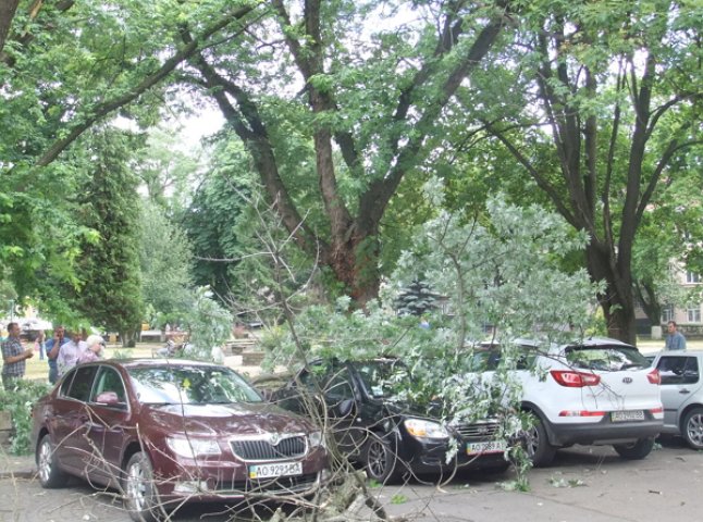 В Ужгороді задля безпеки містян продовжуватимуть вирубувати дерева