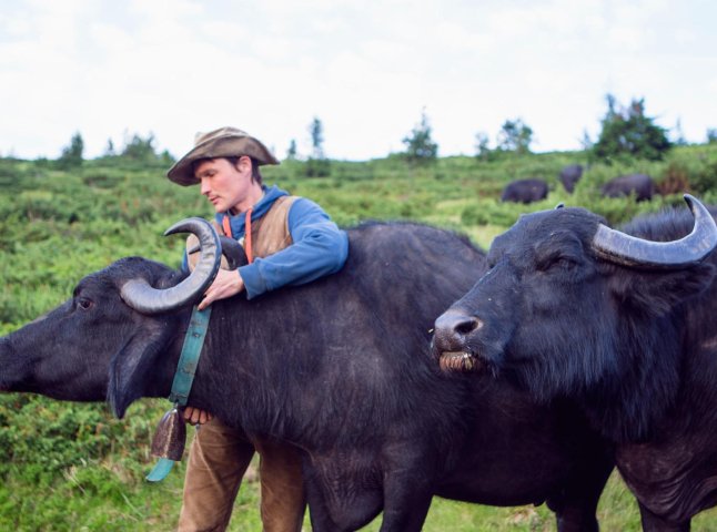 Німецький еколог Мішель Якобі привезе із Закарпаття в Одещину 15 буйволів