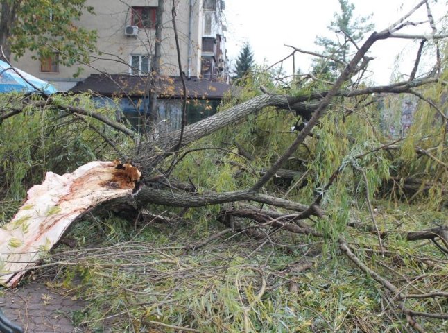 В Ужгороді негода повалила частину дерева на пішохідну зону