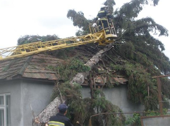 В Ужгороді вітер повалив 20-метрову смереку на дах будинку (ФОТО)
