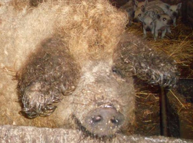 Закарпатським туристам зніматимуть стрес свинями