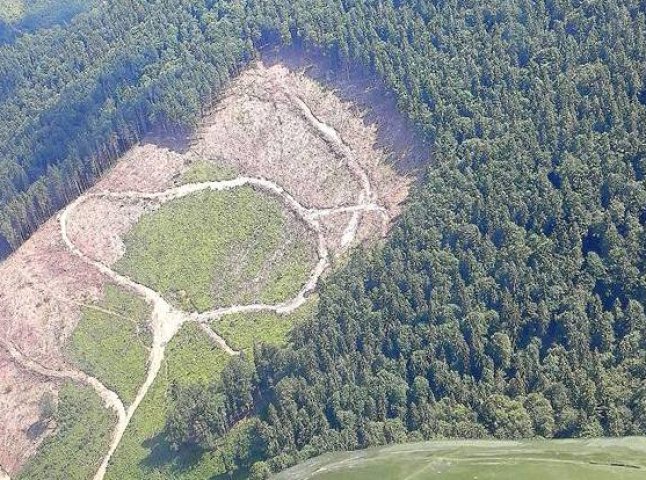 Генпрокурор Юрій Луценко показав масштаби вирубки лісів у Карпатах