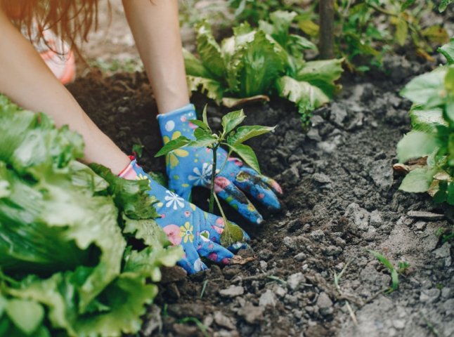 Посівний календар на квітень 2026: які дні сприятливі для саджання