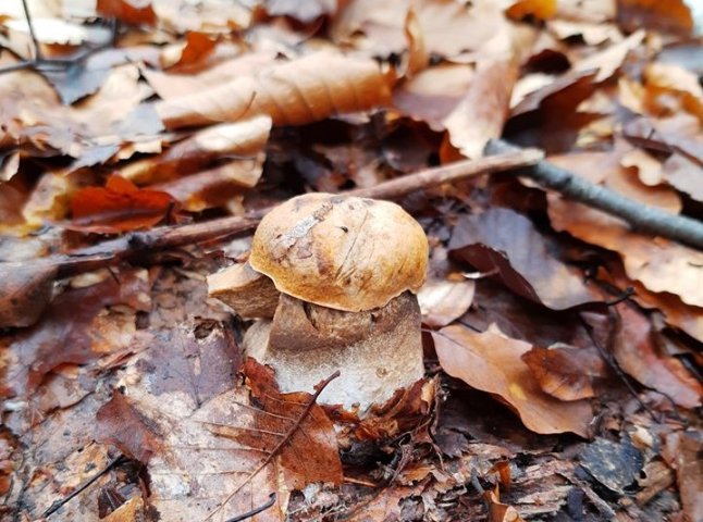 Миколай приніс: сьогодні закарпатець знайшов у лісі гриби