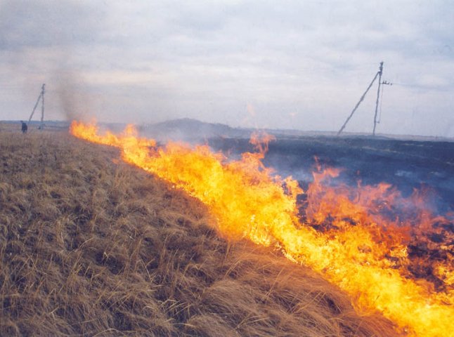 На Пряшівській у Мукачеві вигоріло 2 гектари трави, чагарників та відходів деревини