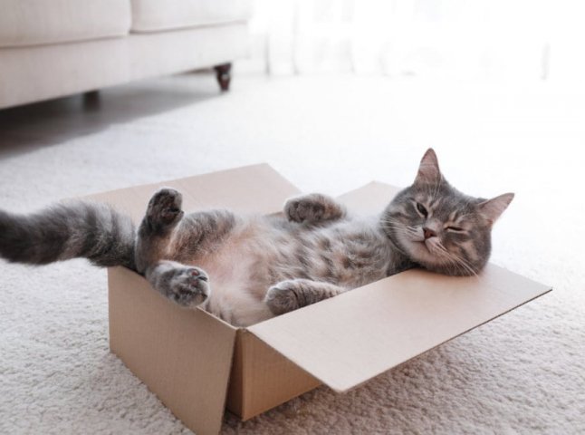 Цікаві факти, чому котам так подобається сидіти в коробках