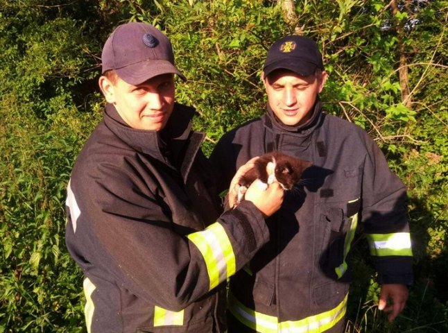 Чоловіки врятували маленьке кошеня, яке потрапило в пастку