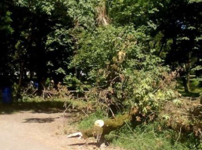 В ужгородському "Ротарі-парку" впало дерево, зачепивши дроти