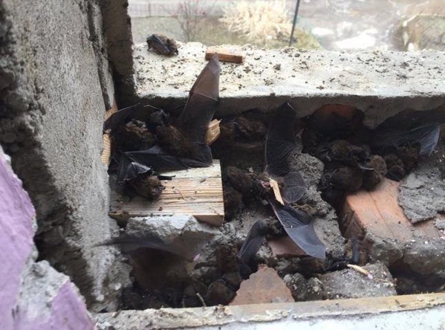 Під час ремонту у багатоповерхівці знайшли десятки кажанів