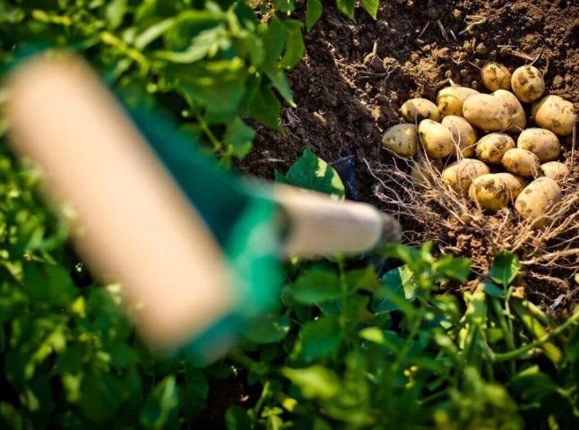 Що класти у лунку при посадці картоплі, щоб зібрати у 2 рази більше, ніж торік Що класти у лунку при посадці картоплі