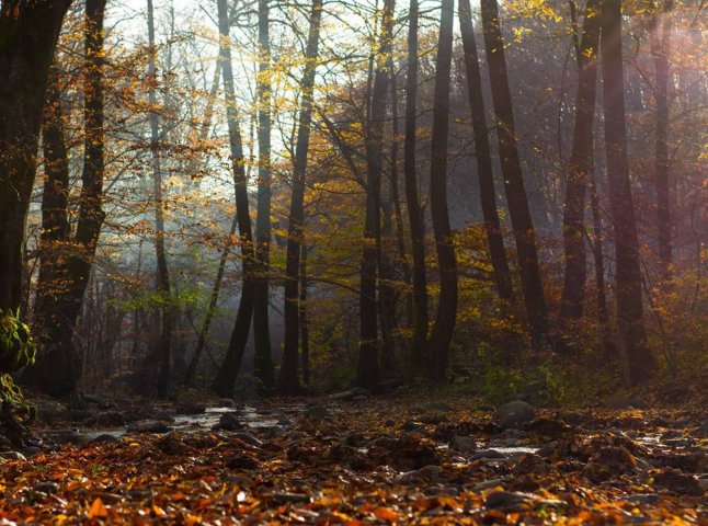 На Мукачівщині в лісі заблукала жінка