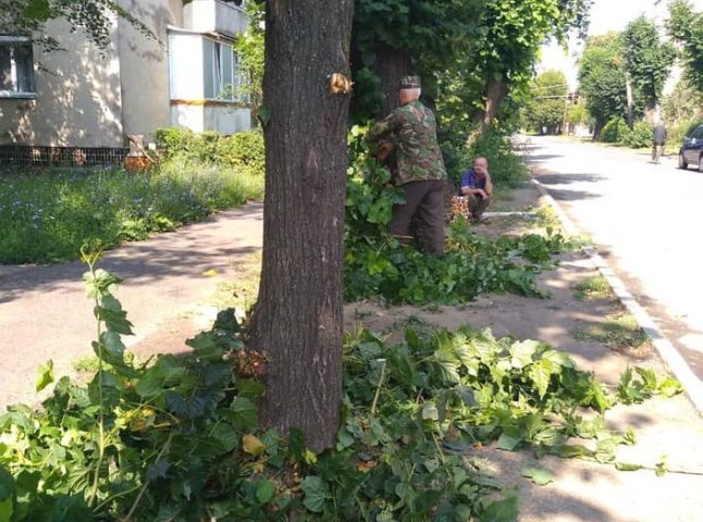 У Мукачеві проводять пінцирування дерев