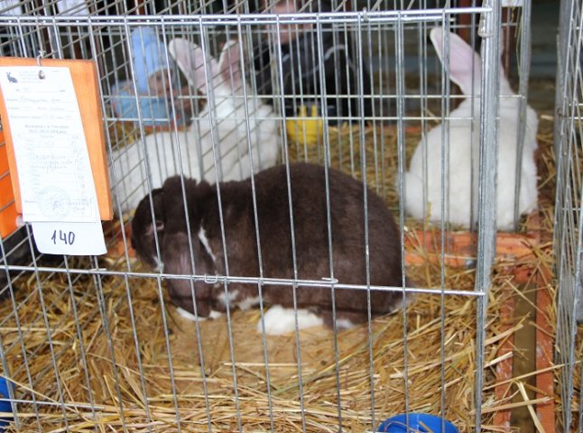 Найкрасивіших кролів показали ужгородцям (ФОТО)