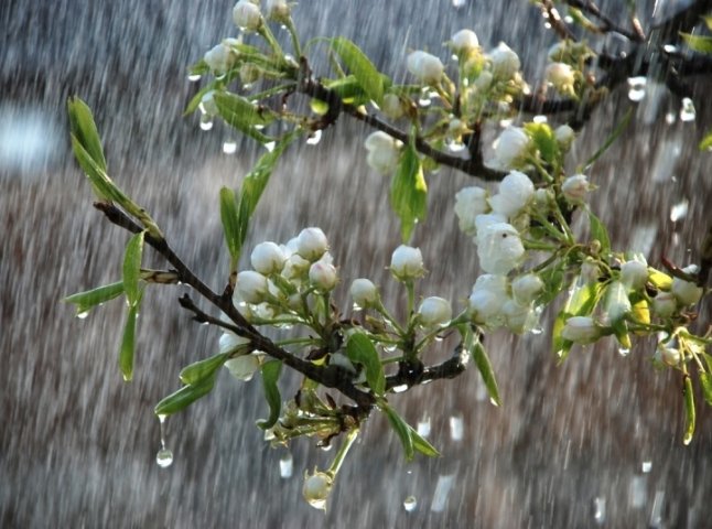 Цього тижня синоптики прогнозують дощі на Закарпатті