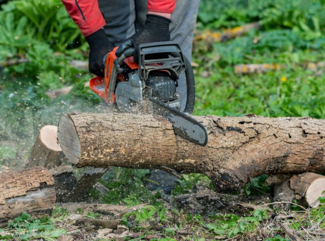Як самому легально заготовити дрова в лісі: покрокова інструкція та необхідні документи