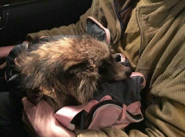 В Ужгороді знайшли єнота із відрізаними лапками. Волонтери взялись за його лікування