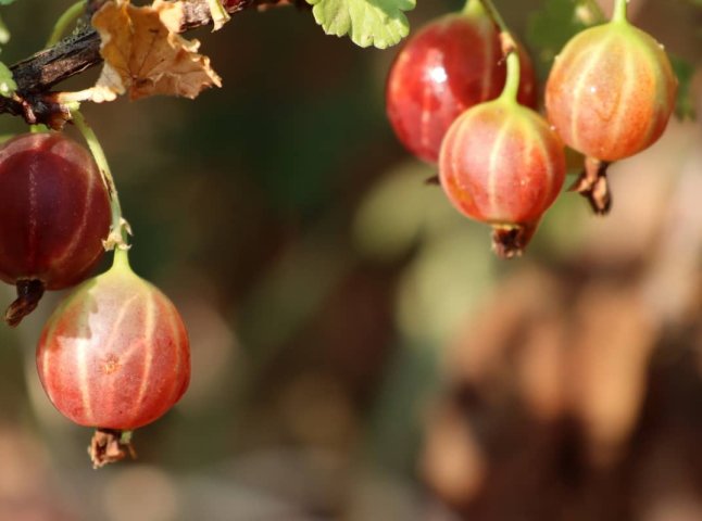 Називають королівською ягодою: чим корисний аґрус та кому найперше його потрібно їсти