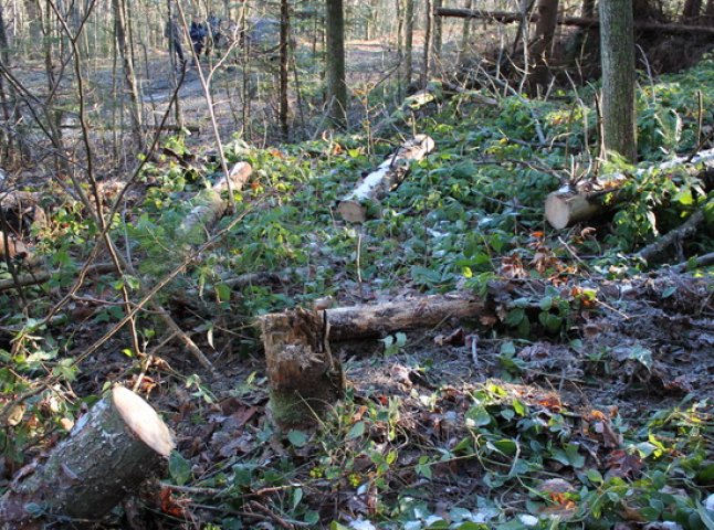 Закарпатські правоохоронці викривають зловмисників, які займаються вирубкою лісів та видобутком корисних копалин