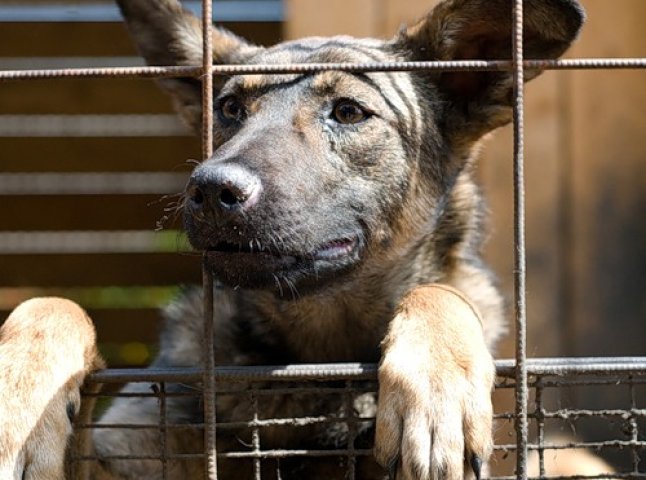 У Хусті планують витратити 523 тисячі гривень на будівництво притулку для собак?