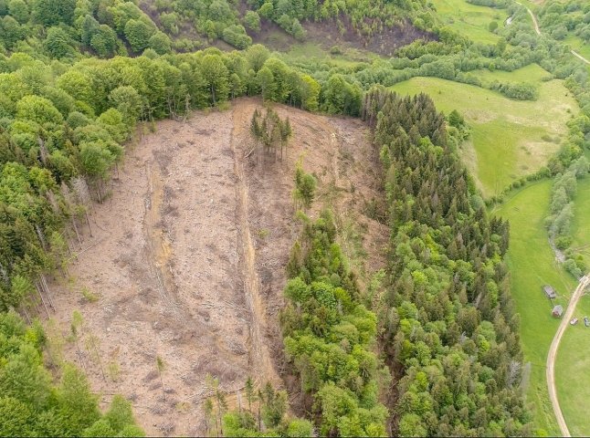 У мережу виклали фото вирубок лісів Карпат