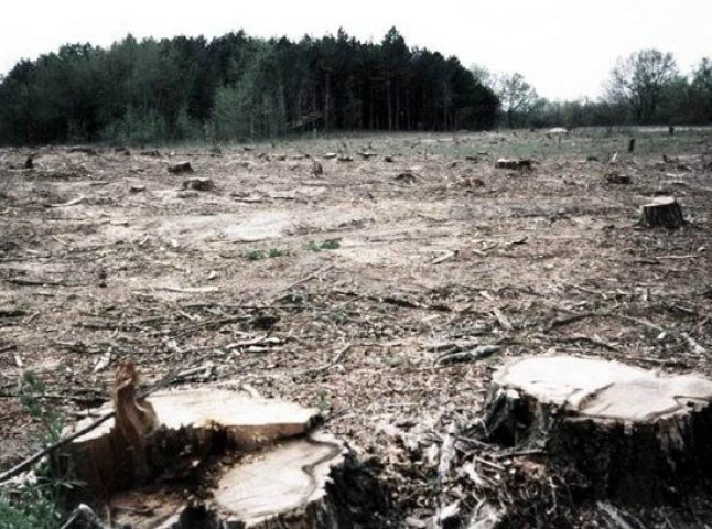 Неналежна охорона одним із лісогосподарських підприємств області призвела до вирубки дерев