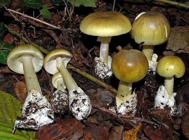 На Хустщині сім’я отруїлася грибами