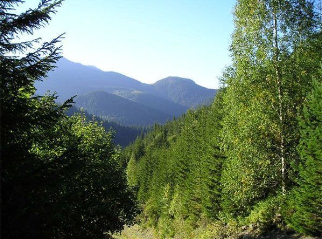 На Воловеччині незаконно нарубали дерев на 81 тис. гривень
