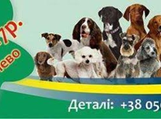 "Парад собак" відбудеться у Мукачеві