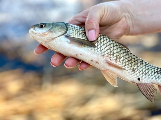 У річки Закарпаття вселено понад 100 тисяч екземплярів водних біоресурсів