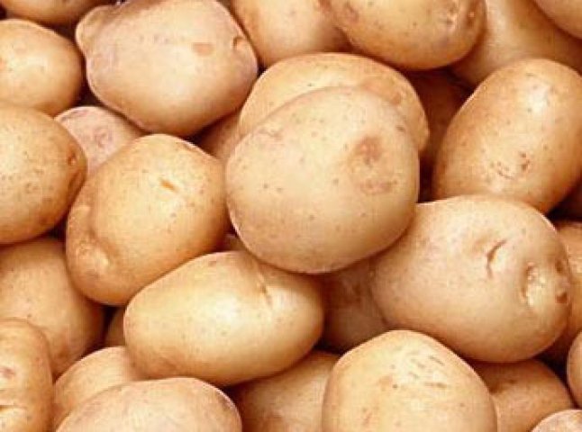 Як прогодувати Закарпаття картоплею знають у дослідній станції Карпатського регіону