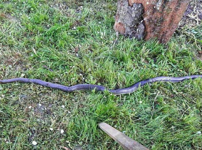 На Закарпатті виявили майже 3-метрову змію, – соцмережі
