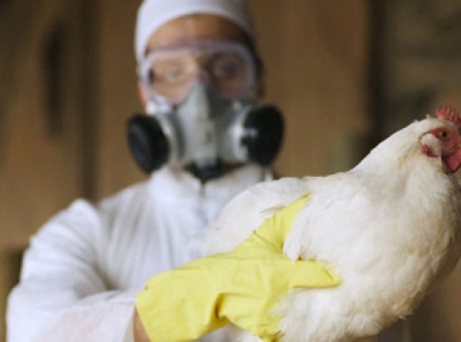 Небезпека пташиного грипу: у Мукачівській ОТГ перевірятимуть птахогосподарства і робитимуть подвірні обходи