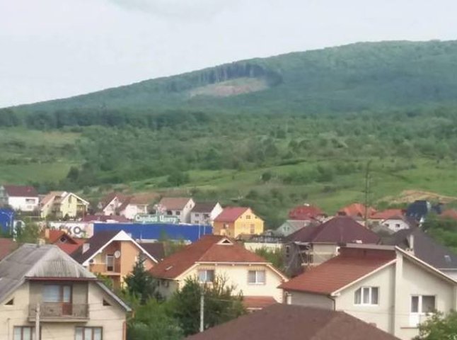 Люди обурені вирізкою дерев на Червоній горі біля Мукачева