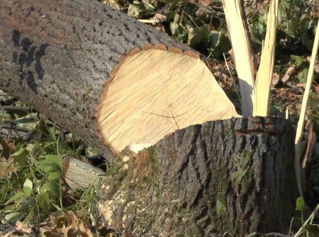 На Рахівщині судитимуть місцевого жителя, який незаконно порубав хвойні дерева вартістю понад 300 тисяч грн