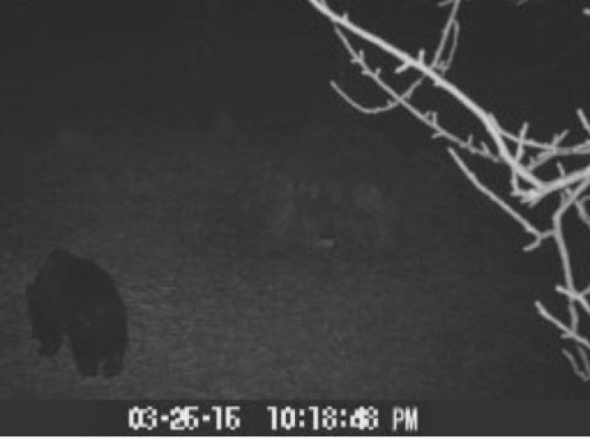 У горах Закарпаття бродить ведмідь, який не впав у сплячку: оприлюднено відео