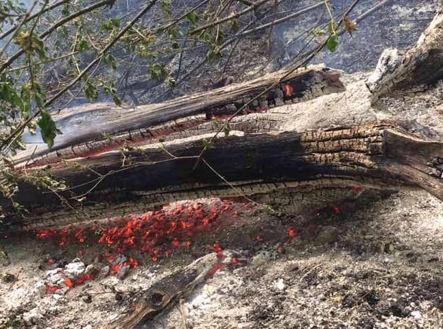 На Ужгородщині умисно підпалили ліс